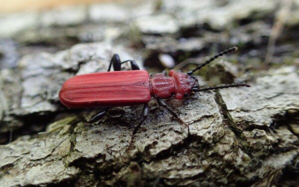 Felmértük a Nagykanizsa környéki erdők szaproxilofág bogarait