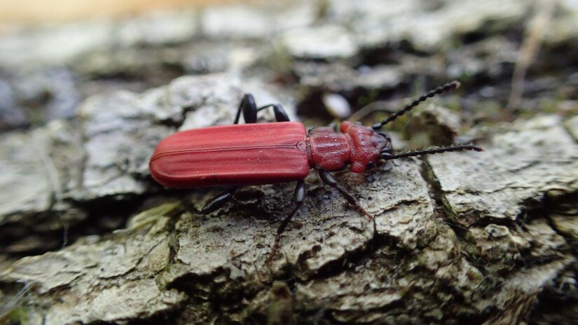 Cucujus cinnaberinus