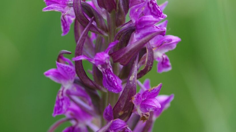 Dactylorhiza incarnata