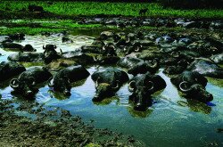 Dagonyázó bivalyok