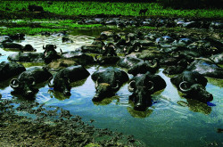 Dagonyázó bivalyok