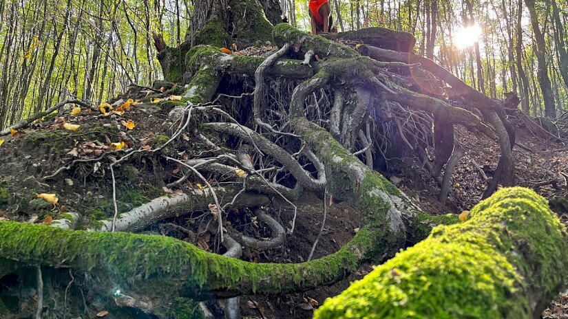 Dao - Dao Kiss Ágnes 12 éves keverék keresőkutyája terepen. Dao a szarvasgomba-kereső vizsgája mellett rendelkezik BH vizsgával valamint nemzetközi mentőkutya területkutató MRT vizsgával.