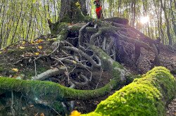 Dao - Dao Kiss Ágnes 12 éves keverék keresőkutyája terepen. Dao a szarvasgomba-kereső vizsgája mellett rendelkezik BH vizsgával valamint nemzetközi mentőkutya területkutató MRT vizsgával.