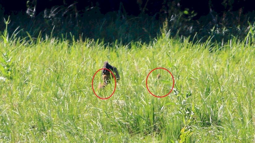 Darufiókák Zalában - a fotón pirossal körrel jelölve