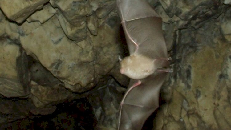 Denevérek Világnapja - DenevérMánia a Lóczy-barlangban