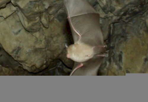 Denevérek Világnapja - DenevérMánia a Lóczy-barlangban