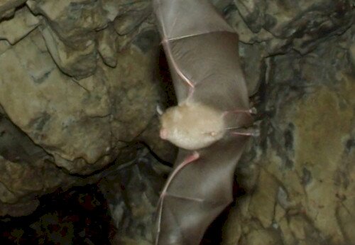 Denevérek Világnapja - DenevérMánia a Lóczy-barlangban