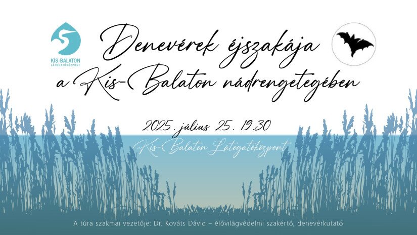 Denevérek éjszakája a Kis-Balaton nádrengetegében