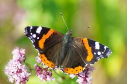 Der Admiral (Vanessa atalanta)