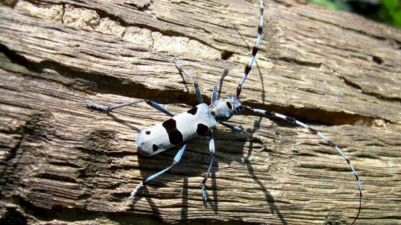 Der Alpenbock (Rosalia alpina)