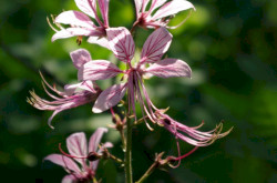 Der Diptam (Dictamnus albus)