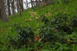 Der Lorbeer-Seidelbast - Daphne laureola