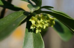 Der Lorbeer-Seidelbast - Daphne laureola