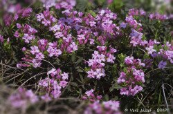 Der Rosmarin-Seidelbast (Daphne cneorum)