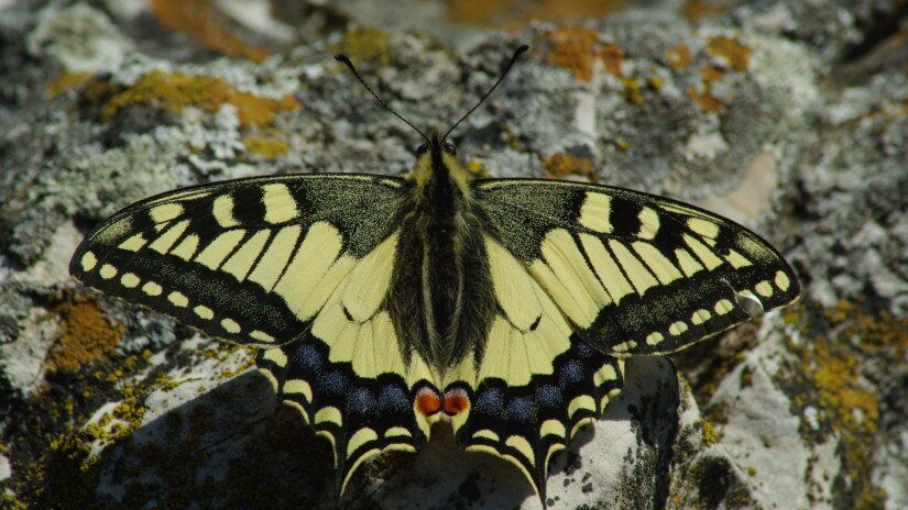 Der Schwalbenschwanz (Papilio machaon)