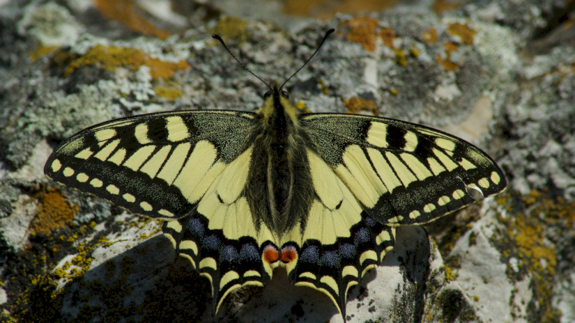 Der Schwalbenschwanz (Papilio machaon)