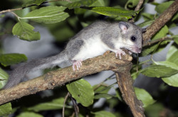 Der Siebenschläfer (Glis glis)