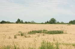 de szántón is.