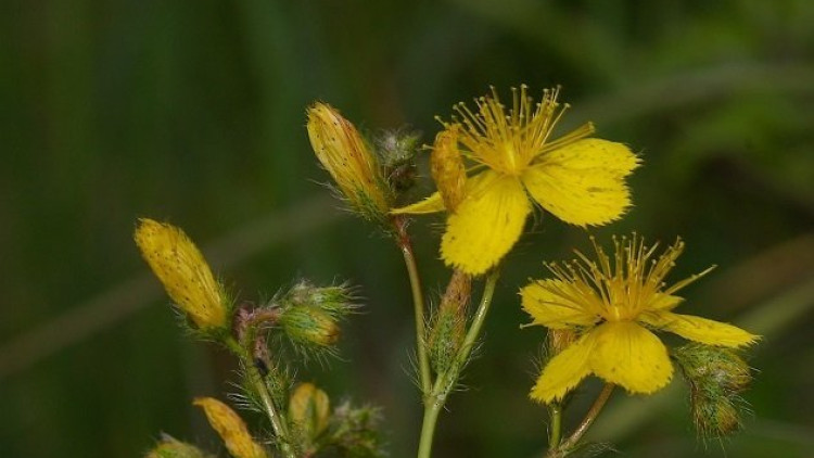 'Devecseri Széki-erdő' Nature Reserve
