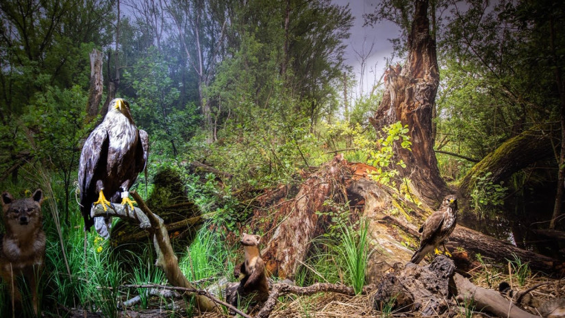 Diás Insel, Ausstellung