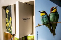 Diás Insel, Ausstellung