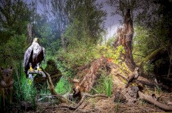 Diás Insel, Ausstellung