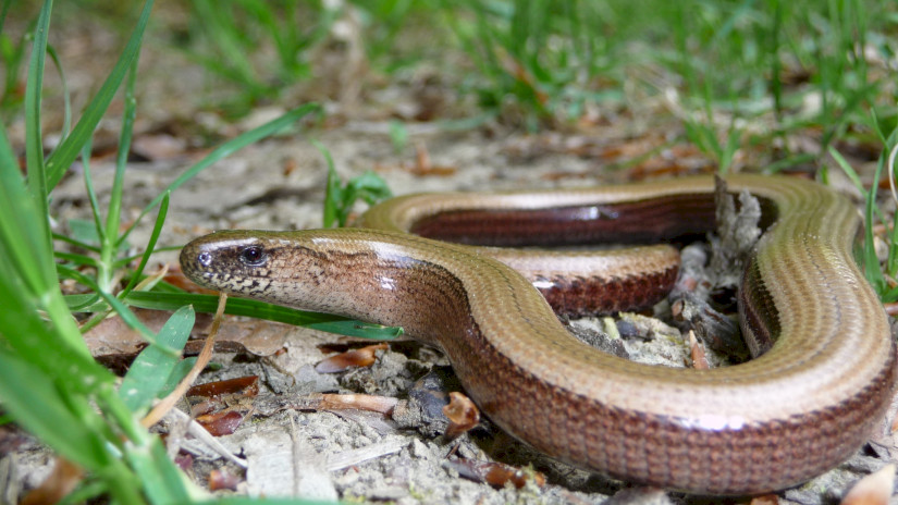 Die Blindschleiche - Anguis fragilis