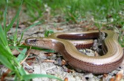Die Blindschleiche - Anguis fragilis