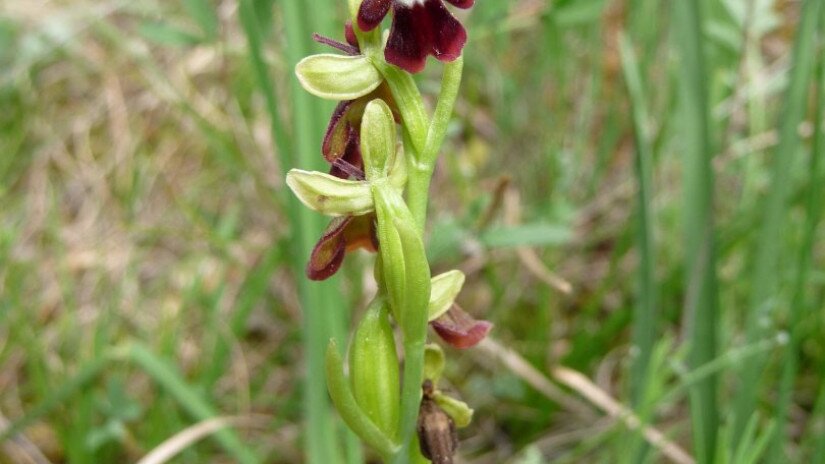 Die Fliegen-Ragwurz (Ophrys insectifera)