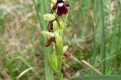 Die Fliegen-Ragwurz (Ophrys insectifera)