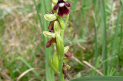 Die Fliegen-Ragwurz (Ophrys insectifera)