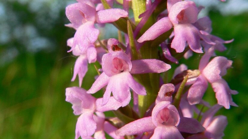 Die Mücken-Händelwurz (Gymnadenia conopsea)