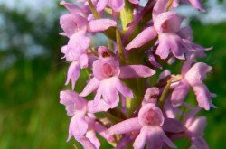 Die Mücken-Händelwurz (Gymnadenia conopsea)