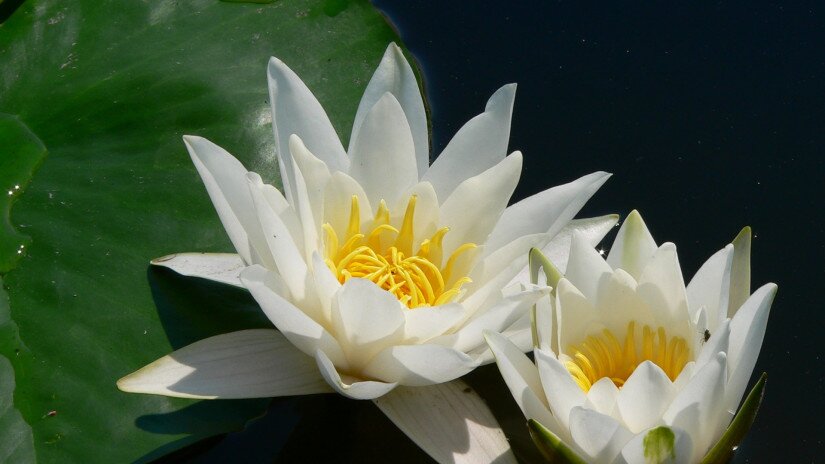 Die Weiße Seerose  (Nymphaea alba)