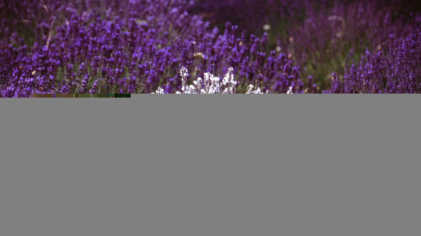 Different type of lavender: white, purple