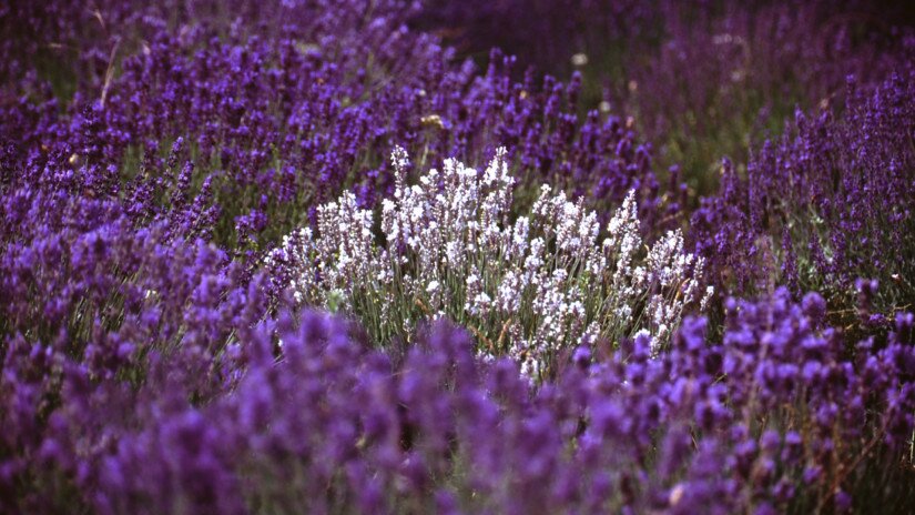 Different type of lavender: white, purple