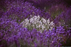 Different type of lavender: white, purple