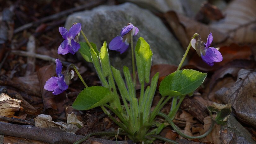 Dombi ibolya (Viola collina)