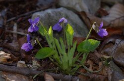 Dombi ibolya (Viola collina)