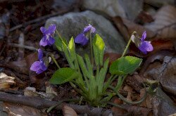 Dombi ibolya (Viola collina)