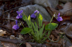Dombi ibolya (Viola collina)