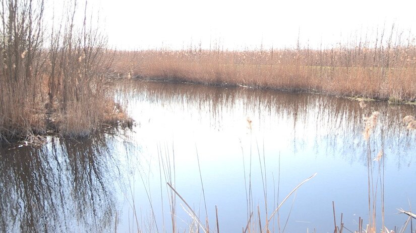 Ébredő természet a Kis-Balatonon