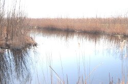 Ébredő természet a Kis-Balatonon