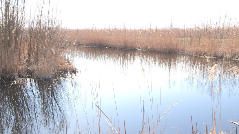 Ébredő természet a Kis-Balatonon
