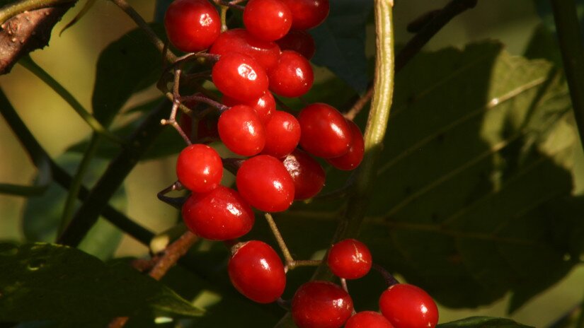 Ebszőlő csucsor (Solanum dulcamara)