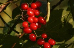 Ebszőlő csucsor (Solanum dulcamara)