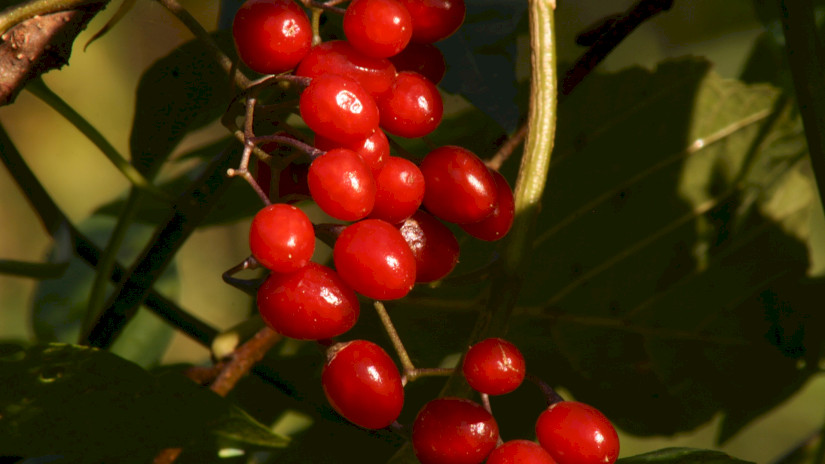 Ebszőlő csucsor (Solanum dulcamara)