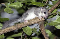 Edible dormouse (Glis glis)