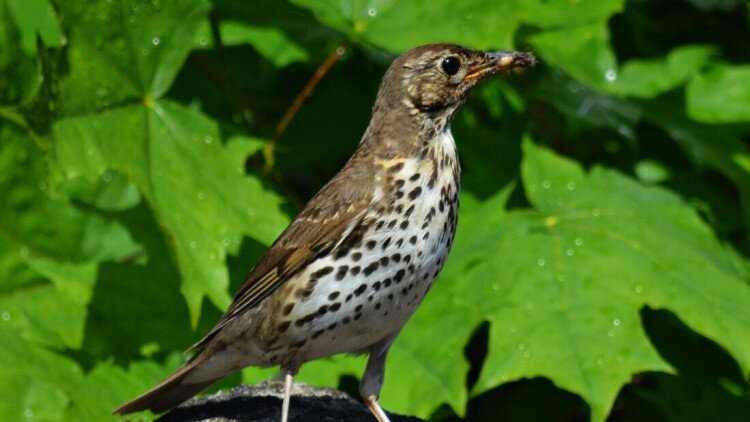 2026. év természeti értékei és feladatlapjai