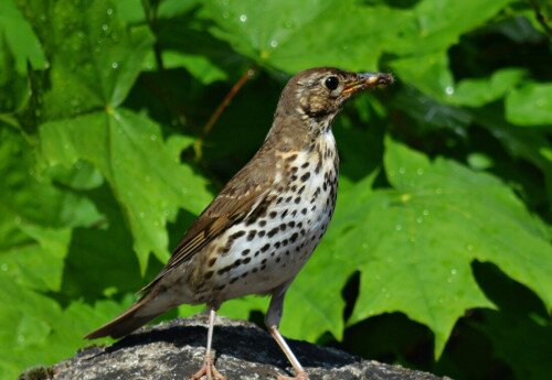 2026. év természeti értékei és feladatlapjai